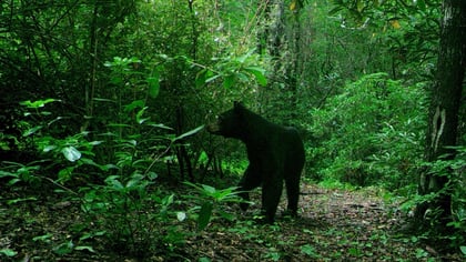 The Importance of Wildlife Corridors & the Landowner's Role in Preserving Biodiversity