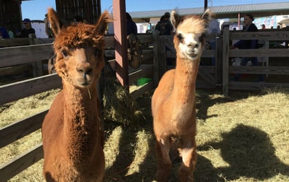 Alpacas: Loveable, Easy to Raise, and Gentle