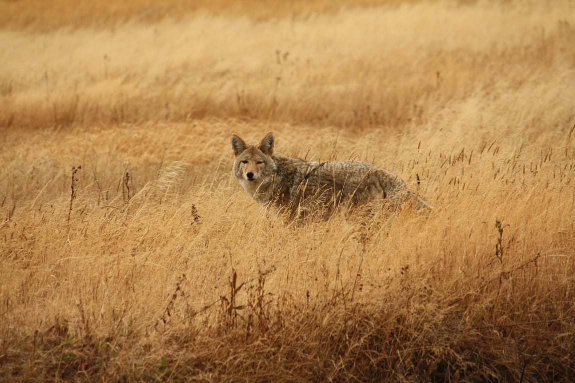 What Land Owners Need To Know About Habitat Restoration & Preservation