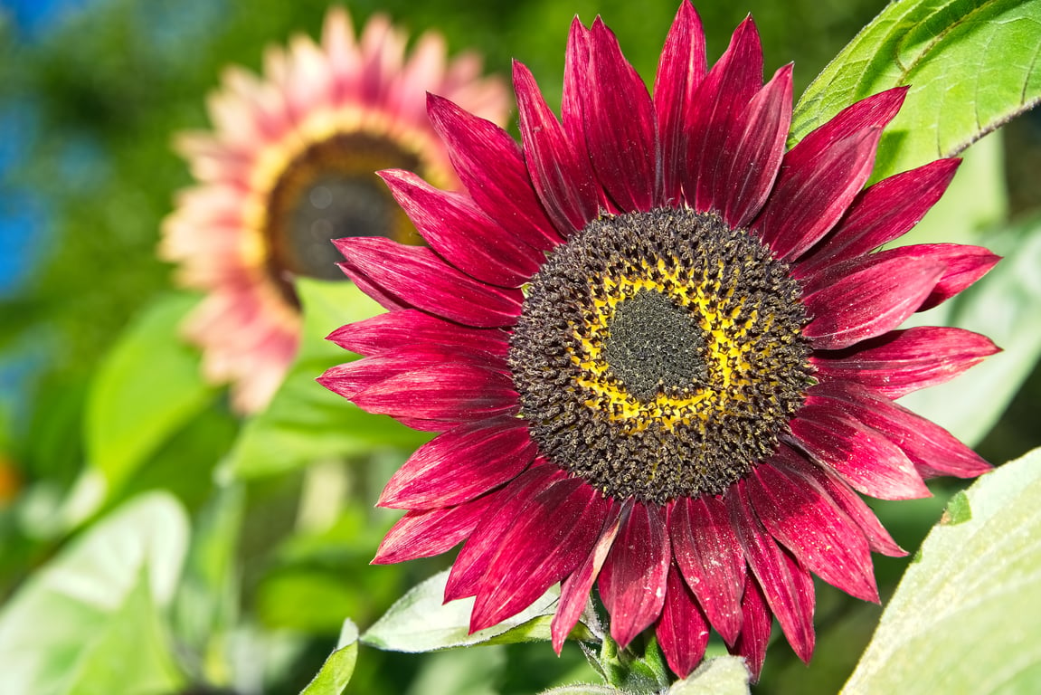 Heirloom Seed Packets