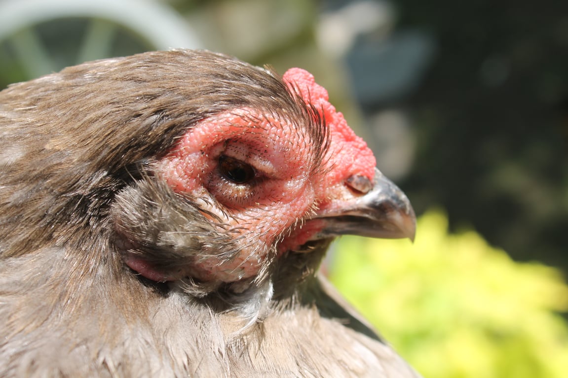 How to Build Your Chicken First Aid Kit and Sick Bay | Rethink:Rural