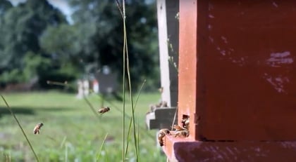 Lisa Beekeeping