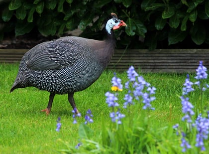 Guinea Fowl