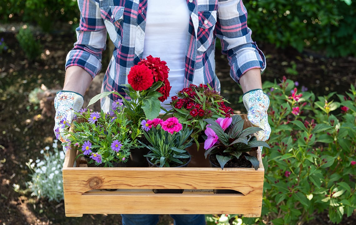 Gardening improves brain health