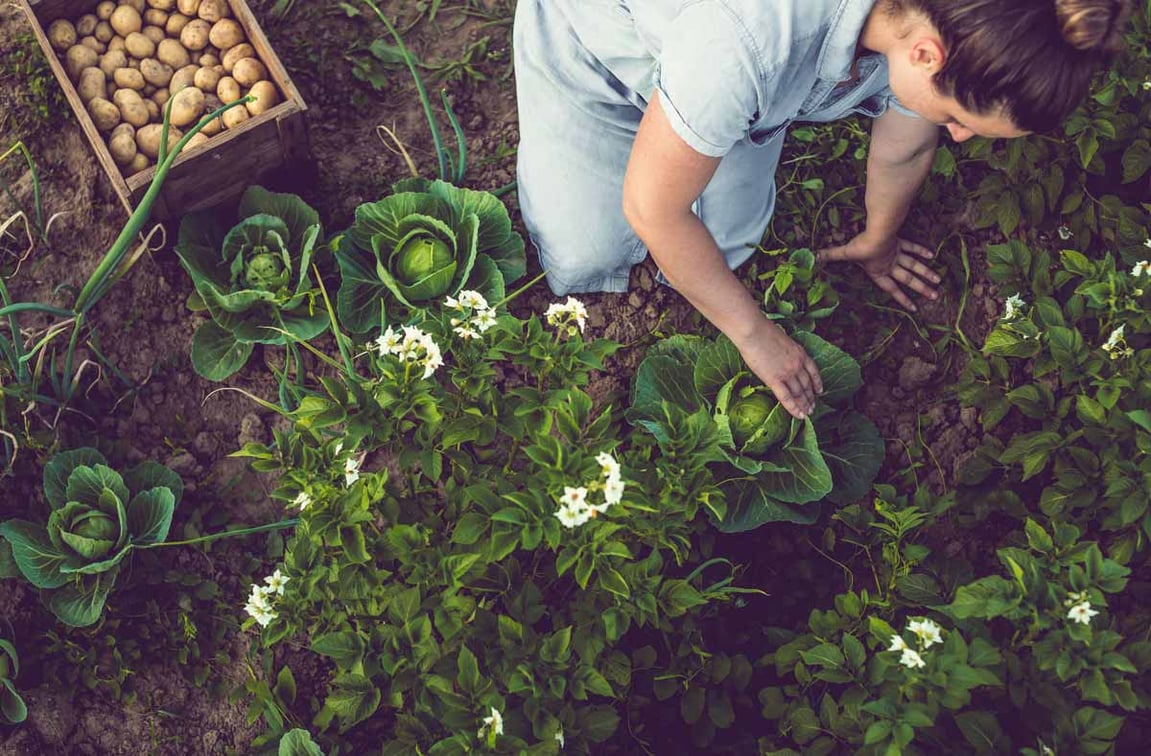 Lead_BirdsEyeGardening_Web