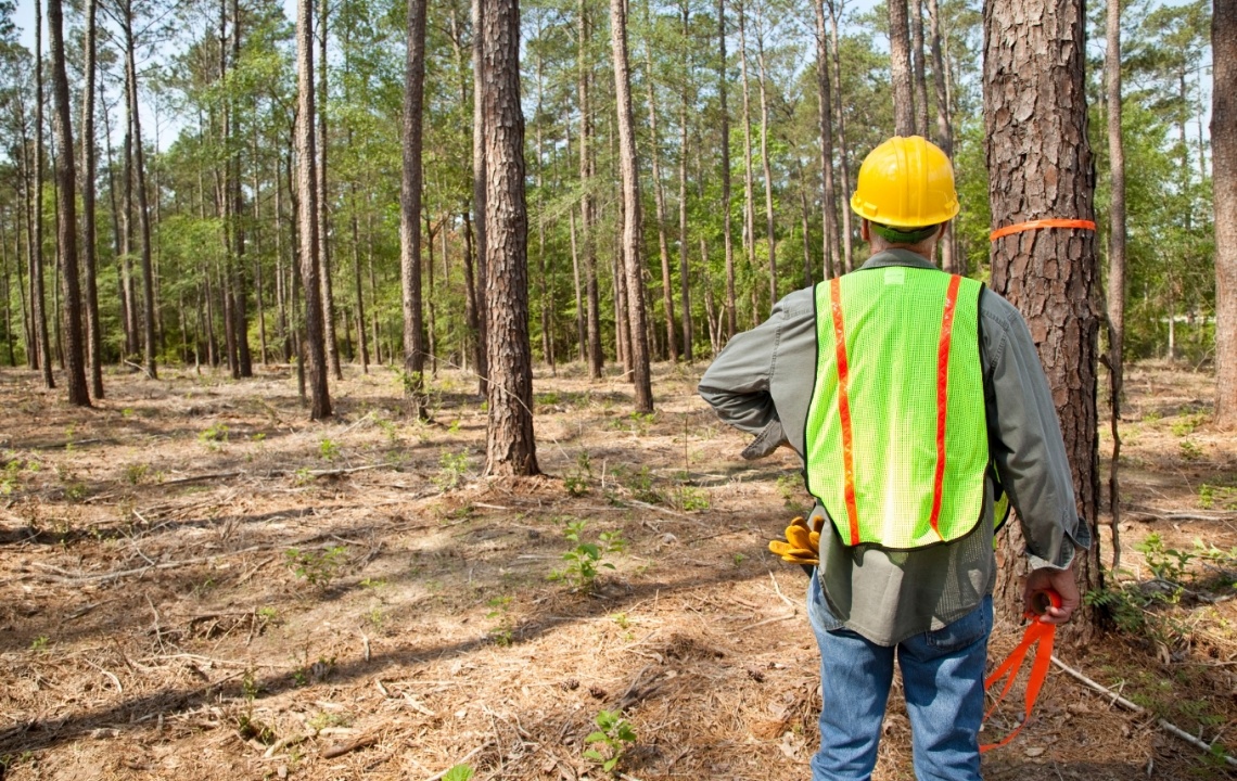 How to turn a forest into a farm