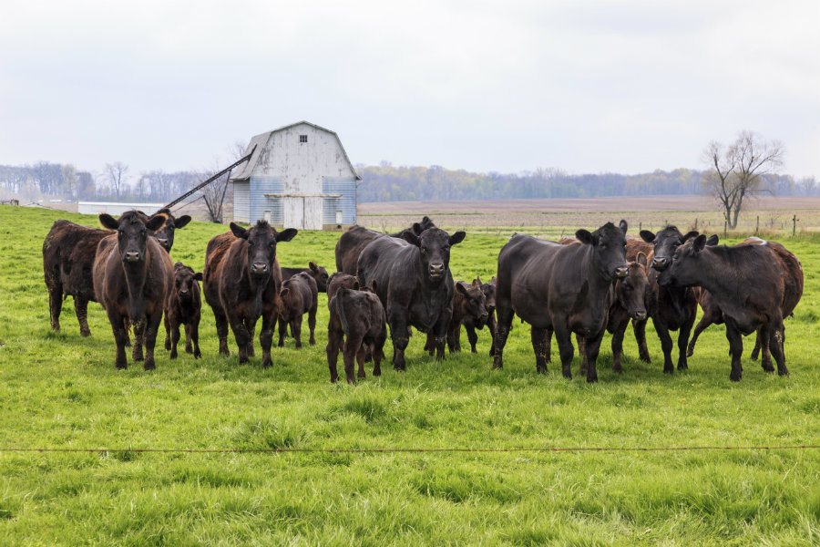 How many acres do you need to raise cattle?