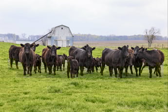 How many acres do you need to raise cattle?