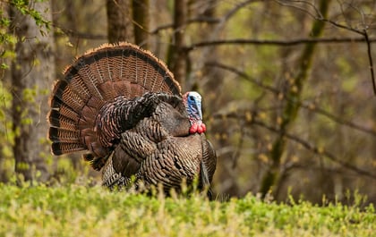 Health Benefits Wild Turkey Meat.jpg