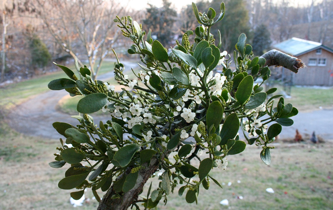Mistletoe—A Most Marvelous and Mysterious Holiday Plant