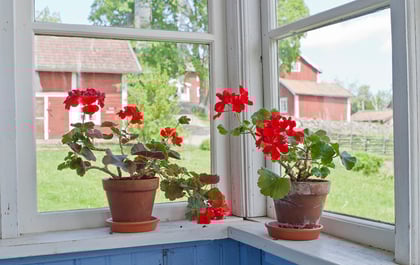 Which Plants Should You Bring Indoors For The Winter?