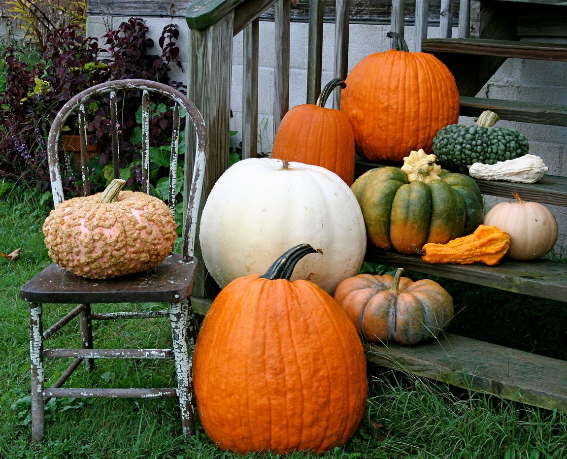 Polar_Bear_and_other_heirloom_pumpkin_varieties.jpg