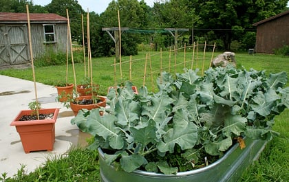 How to Plan and Plant a Southern Spring Garden