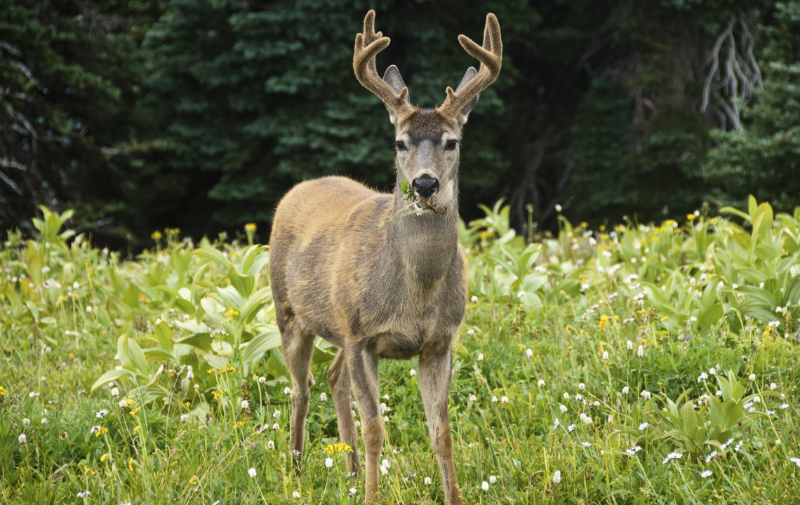 How to plant food plots: A step-by-step guide
