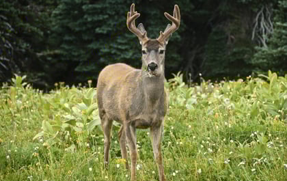 How to plant food plots: A step-by-step guide
