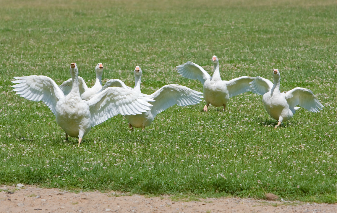 Aggressive_Geese_1.jpg