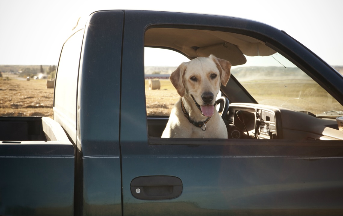 Road_trip_with_a_labrador_retriever_dog.jpg
