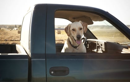Road_trip_with_a_labrador_retriever_dog.jpg