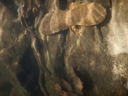 Hellbender Salamander.jpg