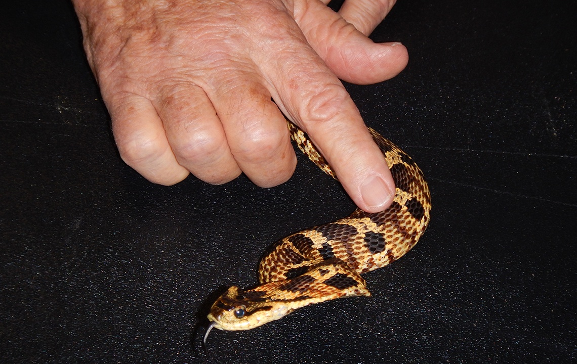 Meet the Snake Doctor: An interview with Whit Gibbons