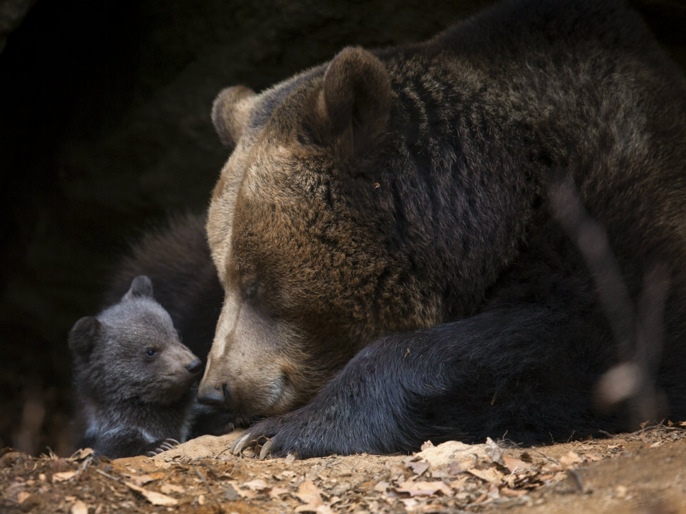 How to Coexist with Black Bears
