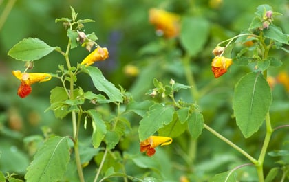 5 wild medicinal herbs of the South every survivalist should know