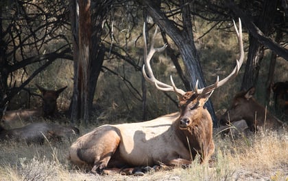 How to Make Yourself Invisible to Animals in Nature