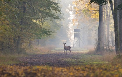 Sustainable hunting: Getting the most from the animals you harvest