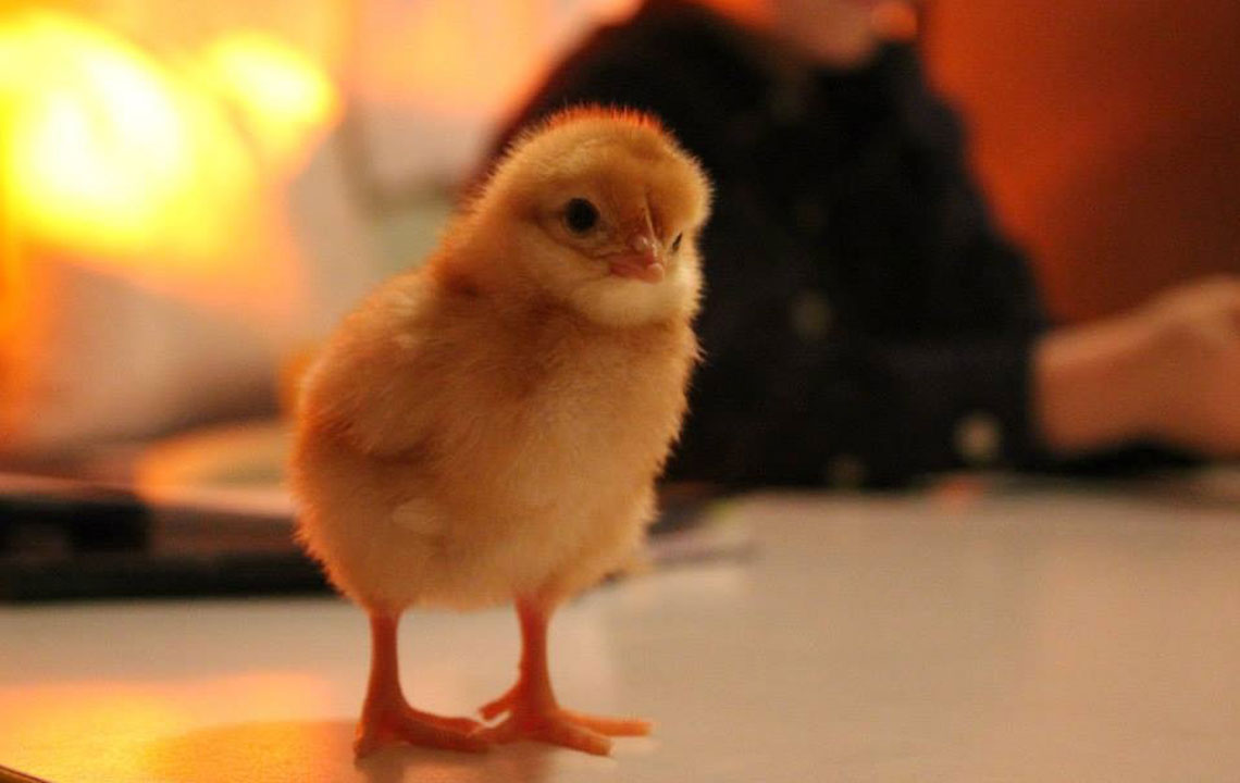 Keeping chickens = a taste of country life for suburban family