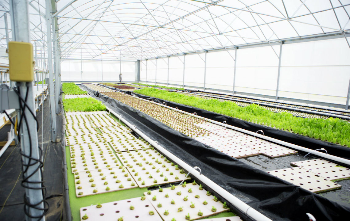 5 steps to aquaponics success | Rethink Rural Blog