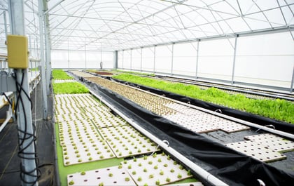 5 steps to aquaponics success | Rethink Rural Blog