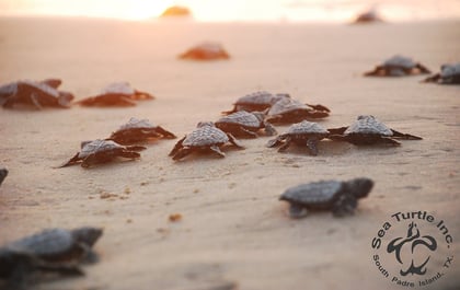 Saving the Sea Turtles of South Padre Island, Texas