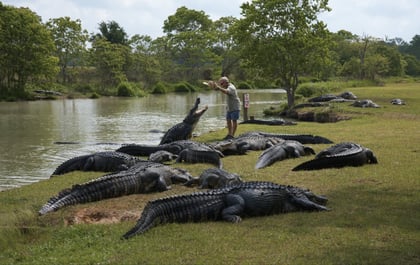 Alligator_Alley_Lead.jpg