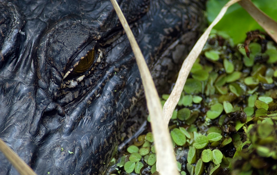 Natural Beauties: Louisiana's State Parks