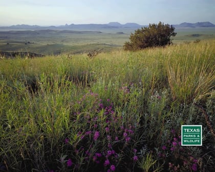 Davis_Mountains_State_Park.jpg