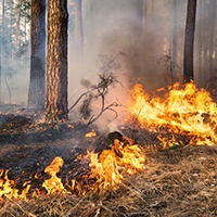 Controlled Forest Fire.jpg