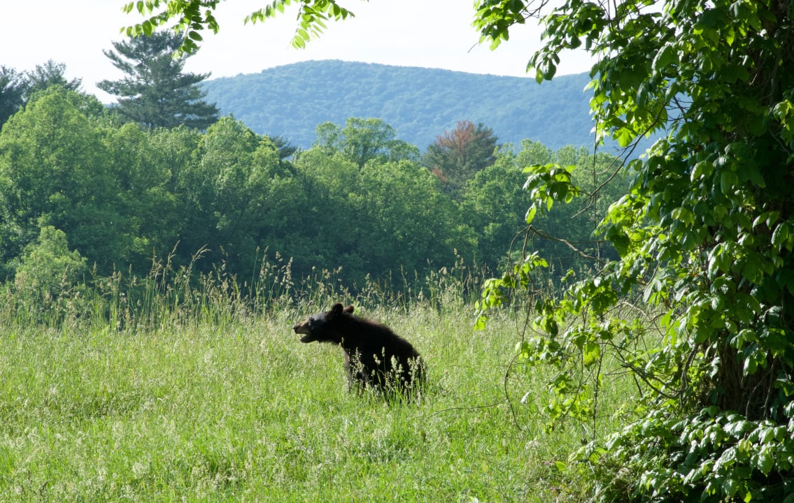 Camping in Bear Country