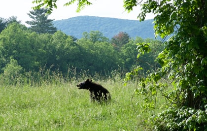 Camping in Bear Country