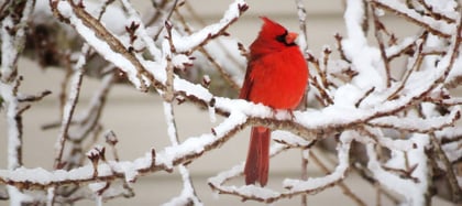 Red Cardinal on snowy branches