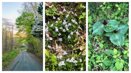 Celebrating The Wildflowers of Appalachia