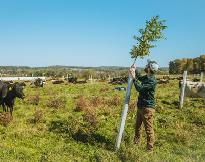 An Introduction to Silvopasture: An Ideal Agroforestry System for Rural Land