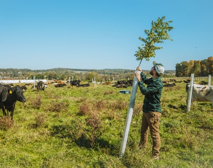 An Introduction to Silvopasture: An Ideal Agroforestry System for Rural Land