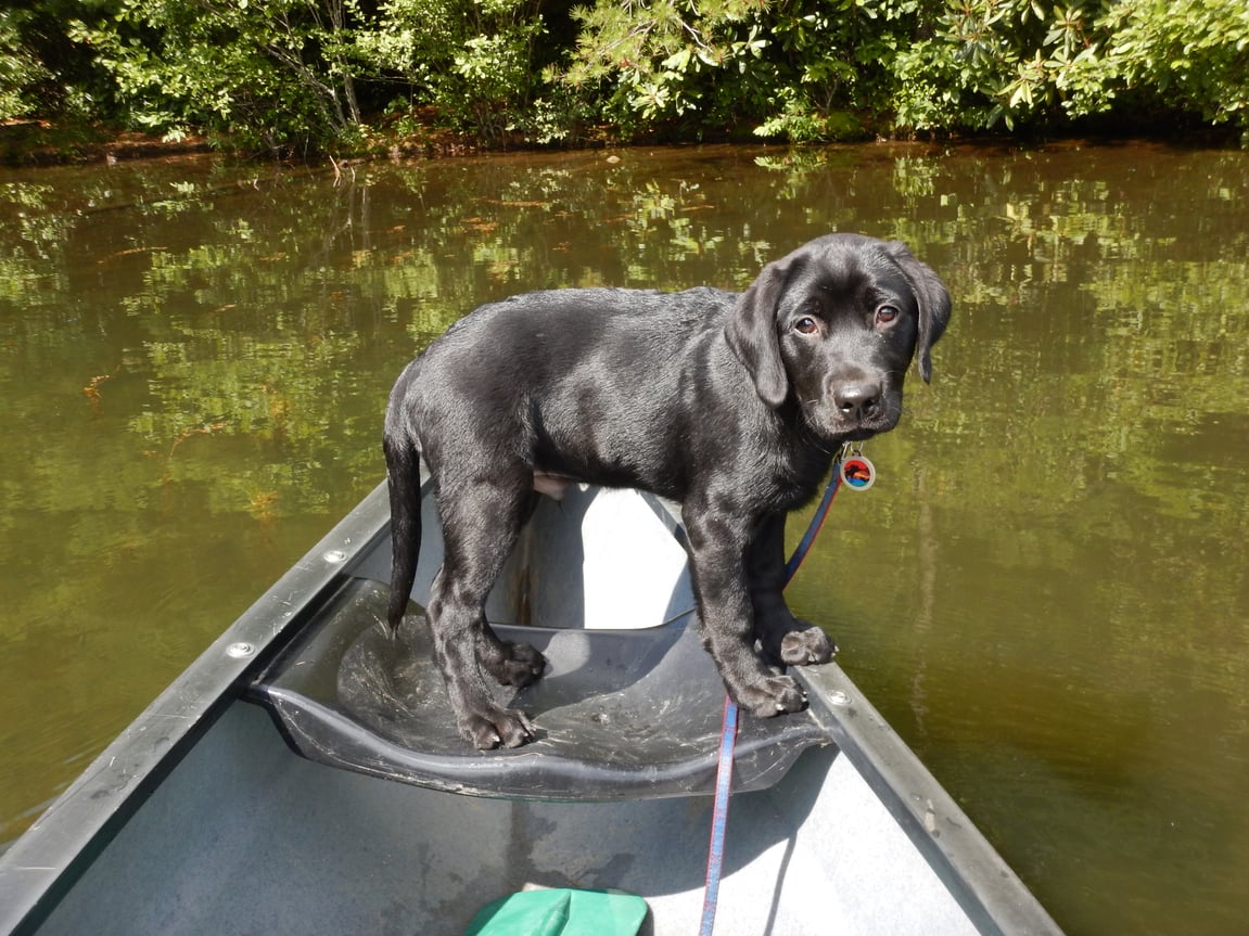 How To Train An Adventure Dog (All Online!)