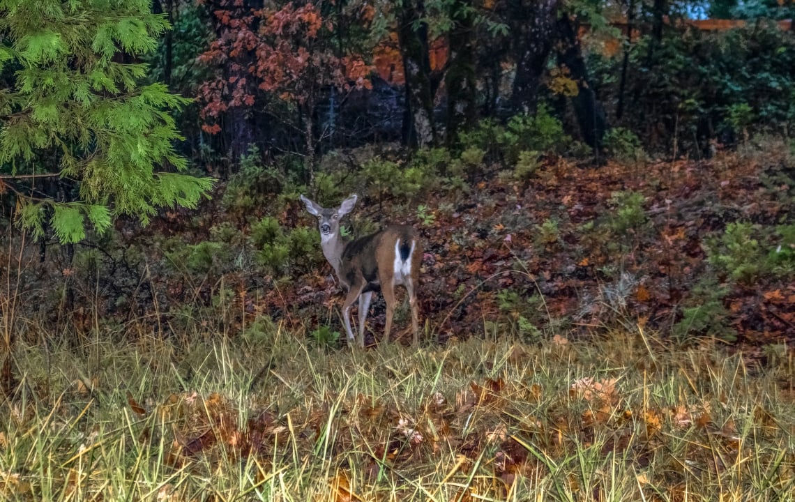 Frozen Like A Deer In The Headlights: New Technology Could Reduce Deer Collisions By 90%