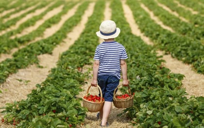 Mississippi's Pick-Your-Own Fruit and Veggie Farms