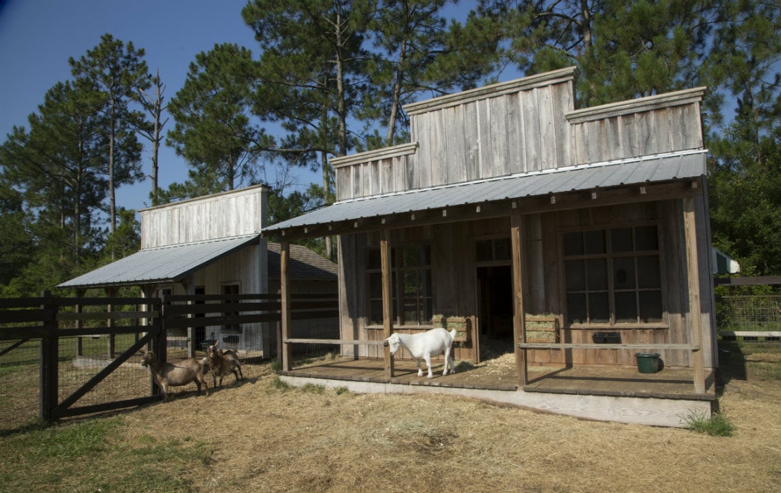 They've "Goat" it Good at this Florida Goat Farm