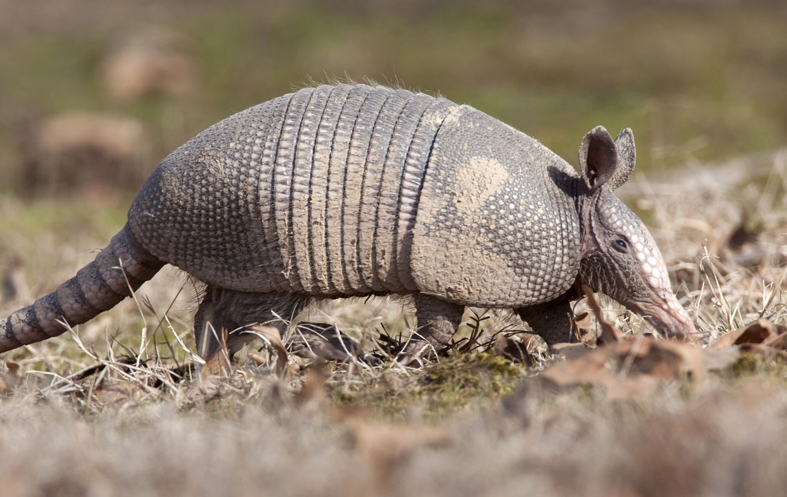 Attack of the armadillos