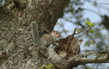 Squirrels gone wild!