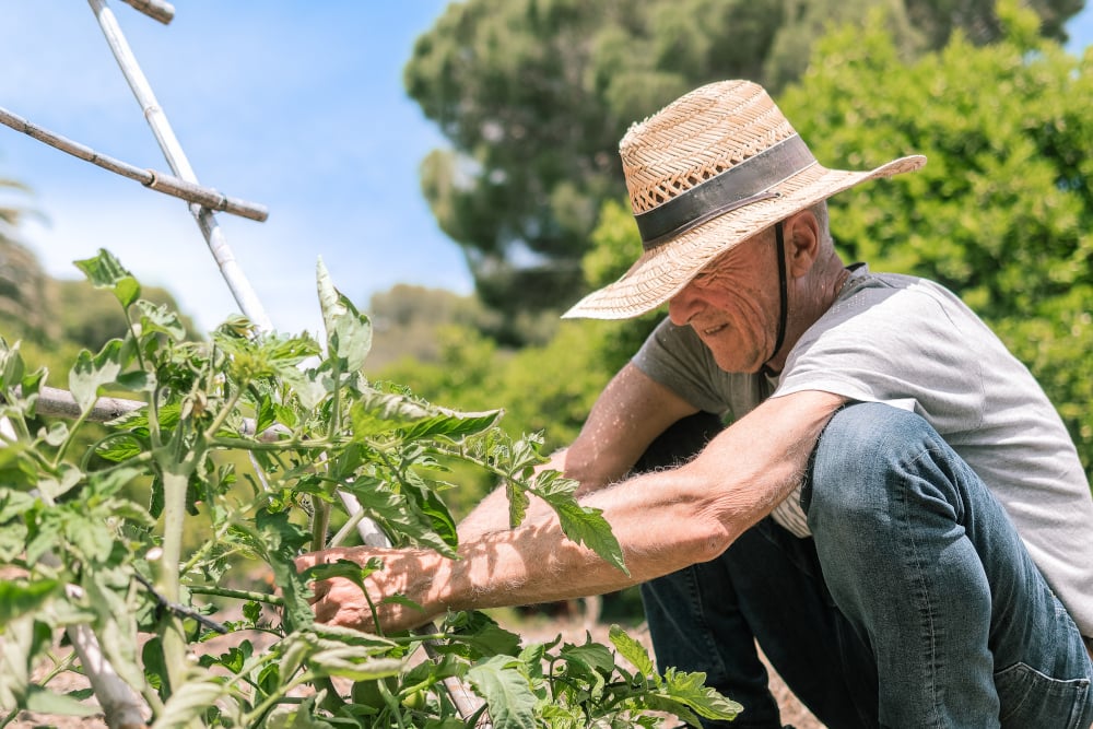 Veggies to Grow In Summer + Tips for Gardening in Hot Climates