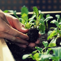 How To Make Soil Blocks For Waste-free Seed Starting